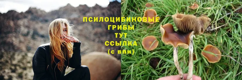 Галлюциногенные грибы Psilocybine cubensis  сколько стоит  Искитим 